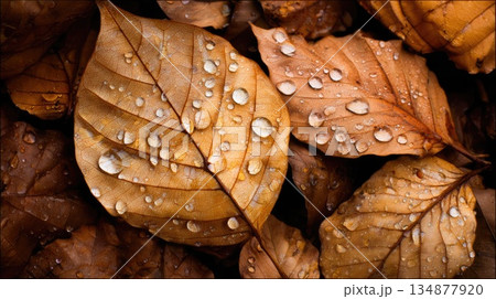 Autumn Leaves with Dew Drops Background in Warm Natural Colors 134877920