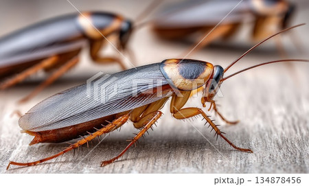 Detailed Macro View of Cockroach Insect on Indoor Surface 134878456