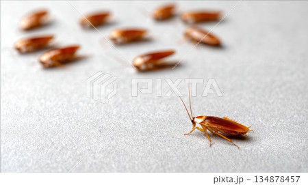 Multiple Cockroaches on Floor Representing Pest Infestation Problem Multiple Cockroaches on Floor Representing Pest Infestation Problem 134878457