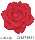 red rose isolated on white background 134878634