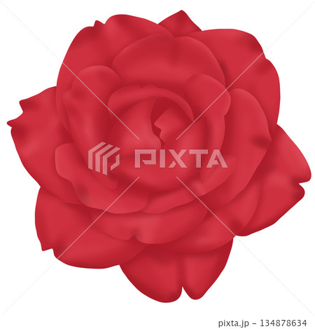 red rose isolated on white background red rose isolated on white background 134878634
