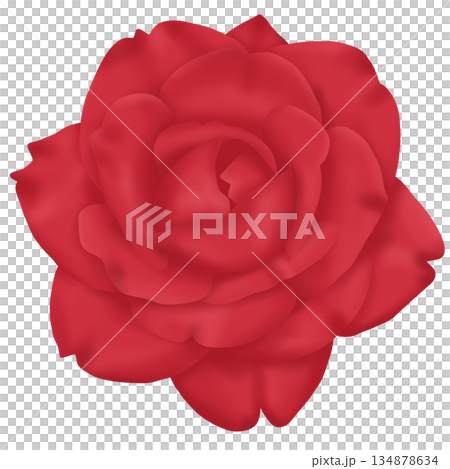 red rose isolated on white background red rose isolated on white background 134878634