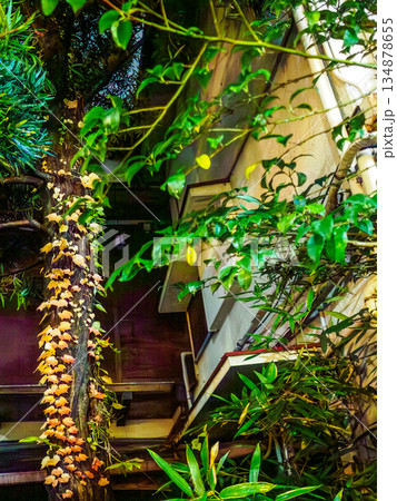街の夜の光に照らされ浮かび上がる植物の静かな存在感 Plants Lit by City Light 街の夜の光に照らされ浮かび上がる植物の静かな存在感 Plants Lit by City Light 134878655