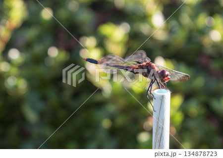 支柱にとまるトンボ 134878723