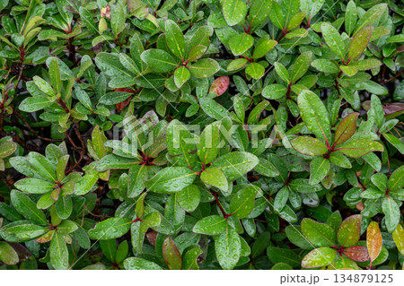 雨に濡れた植物の葉 134879125