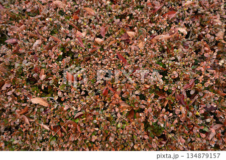 紅葉した低木の葉 134879157