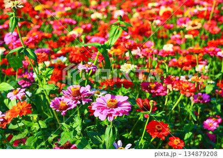菊 キク 菊の花 134879208