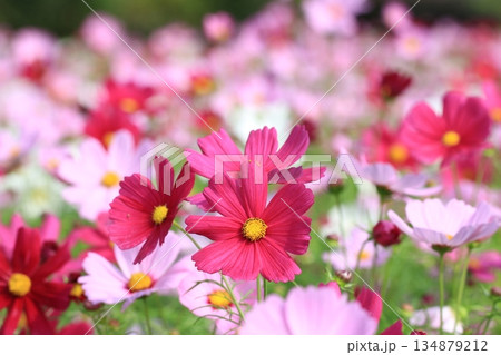 菊 キク 菊の花 134879212