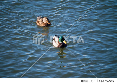 信濃川・やすらぎ堤の真鴨(まがも) 134879285
