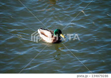 信濃川・やすらぎ堤の真鴨(まがも) 134879286