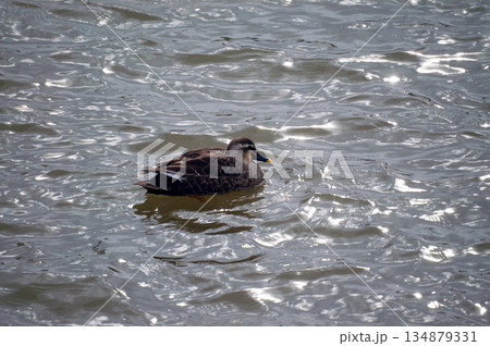 信濃川・やすらぎ堤の軽鴨(かるがも) 134879331