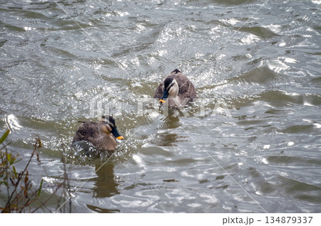 信濃川・やすらぎ堤の軽鴨(かるがも) 信濃川・やすらぎ堤の軽鴨(かるがも) 134879337