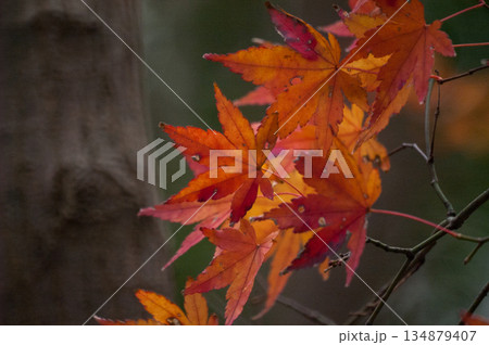 紅葉 134879407