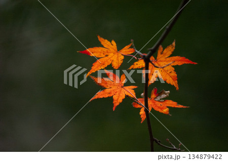 紅葉 紅葉 134879422