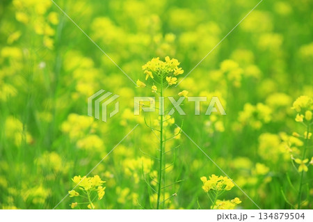 植物 工場 プランツ 134879504
