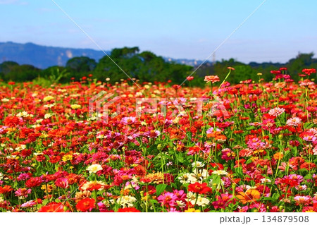 菊 キク 菊の花 134879508
