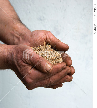 Old hands with wheats 134879534