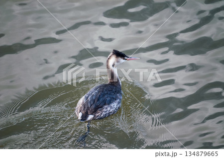 信濃川・やすらぎ堤の冠鳰(かんむりかいつぶり) 134879665
