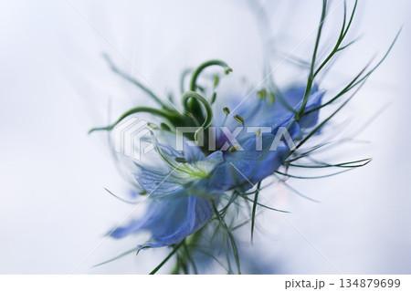 青い花のマクロ写真・やわらかい背景|繊細なニゲラの青い花 青い花のマクロ写真・やわらかい背景|繊細なニゲラの青い花 134879699