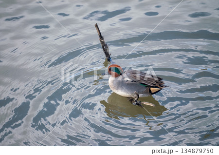 信濃川・やすらぎ堤の小鴨(こがも) 134879750