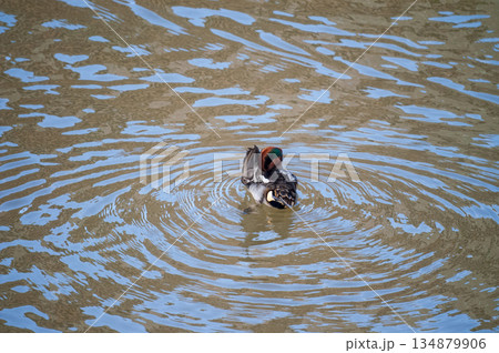 信濃川・やすらぎ堤の小鴨(こがも)の羽繕い 134879906