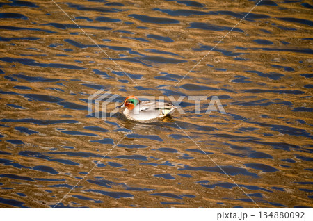 信濃川・やすらぎ堤の小鴨(こがも) 134880092
