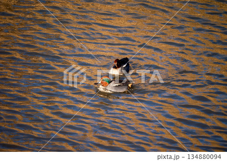 信濃川・やすらぎ堤の小鴨(こがも) 134880094