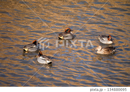 信濃川・やすらぎ堤の小鴨(こがも) 134880095