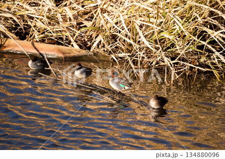 信濃川・やすらぎ堤の小鴨(こがも) 134880096