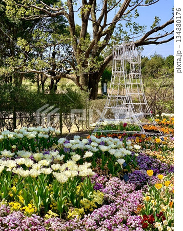 カラフルなチューリップとパンジーで彩られた花壇〈安城産業文化公園デンパーク/愛知県安城市〉 カラフルなチューリップとパンジーで彩られた花壇〈安城産業文化公園デンパーク/愛知県安城市〉 134880176