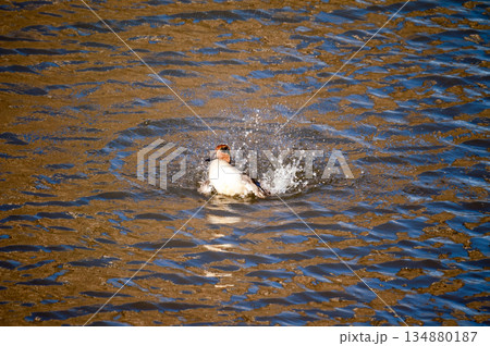 信濃川・やすらぎ堤の小鴨(こがも)の水浴び 信濃川・やすらぎ堤の小鴨(こがも)の水浴び 134880187