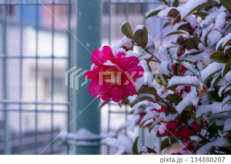 雪の中の赤い花 雪の中の赤い花 134880207