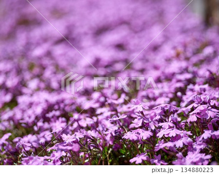 Moss phlox in full bloom in the garden 134880223