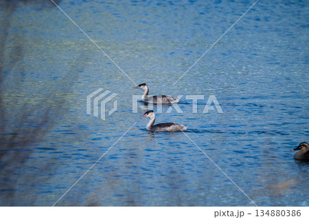 信濃川・やすらぎ堤の冠鳰(かんむりかいつぶり) 134880386