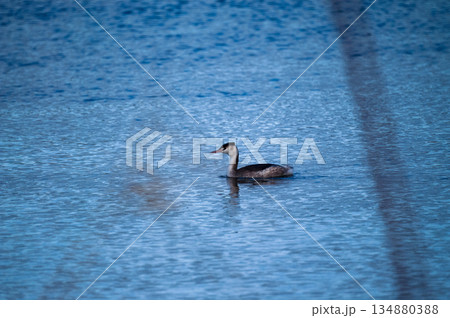 信濃川・やすらぎ堤の冠鳰(かんむりかいつぶり) 134880388