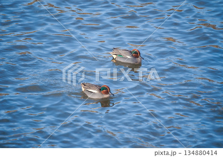 信濃川・やすらぎ堤の小鴨(こがも) 信濃川・やすらぎ堤の小鴨(こがも) 134880414