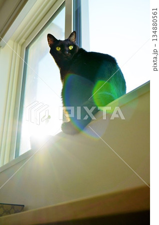窓の額縁に座って植物と一緒に日光を浴びる黒猫 134880561