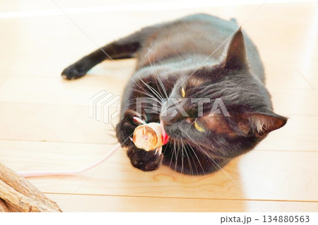フローリングで寝転がり、両手でマタタビの木を握りしめて舐める酔っぱらったような黒猫 134880563