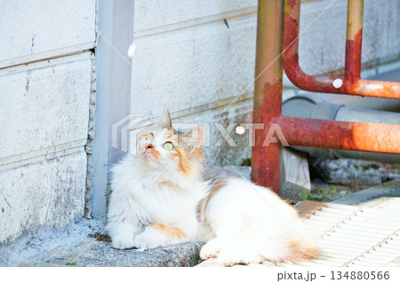 屋外で散ってくる桜を楽しそうに眺める可愛い野良猫 134880566