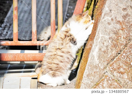 屋外で立ち上がり石垣の間を覗き見る三毛の子猫 134880567