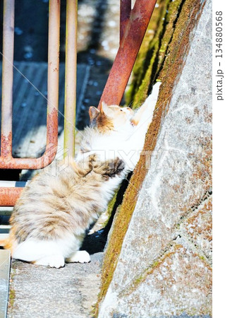 路地の石垣で伸びをするカワイイふわふわの子猫 路地の石垣で伸びをするカワイイふわふわの子猫 134880568