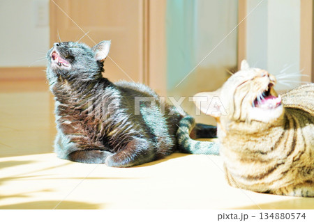 日の当たる暖かい室内のフローリングの上で大きな口を開けて鳴く二匹の可愛らしい飼い猫 日の当たる暖かい室内のフローリングの上で大きな口を開けて鳴く二匹の可愛らしい飼い猫 134880574