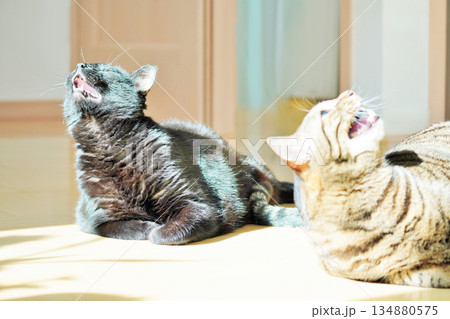 室内のフローリングの上でそろって遠吠えする二匹のカワイイ飼い猫 室内のフローリングの上でそろって遠吠えする二匹のカワイイ飼い猫 134880575
