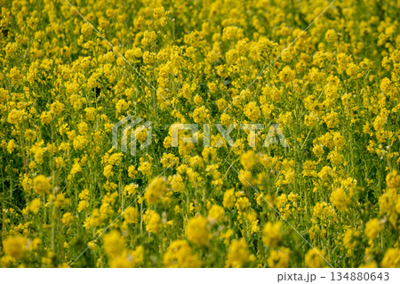 菜の花畑の風景 134880643