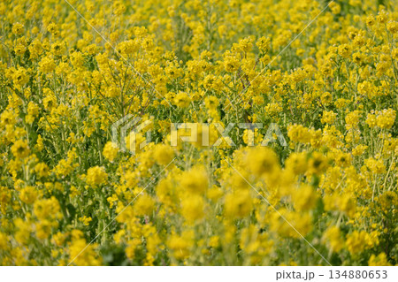 満開の菜の花畑 満開の菜の花畑 134880653