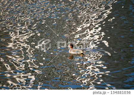 信濃川・やすらぎ堤の小鴨(こがも) 134881036