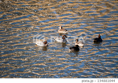 信濃川・やすらぎ堤の小鴨(こがも) 信濃川・やすらぎ堤の小鴨(こがも) 134881044