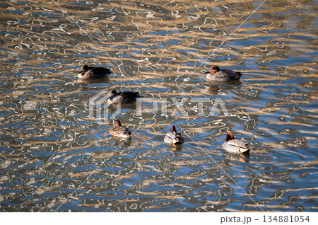 信濃川・やすらぎ堤の小鴨(こがも) 134881054