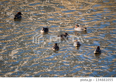 信濃川・やすらぎ堤の小鴨(こがも) 信濃川・やすらぎ堤の小鴨(こがも) 134881055