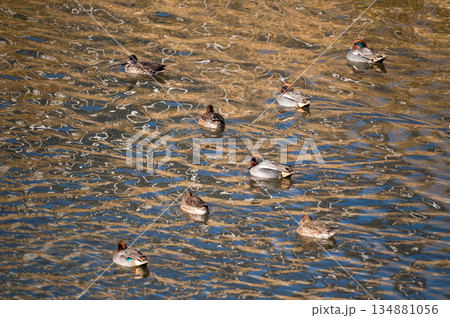 信濃川・やすらぎ堤の小鴨(こがも) 信濃川・やすらぎ堤の小鴨(こがも) 134881056